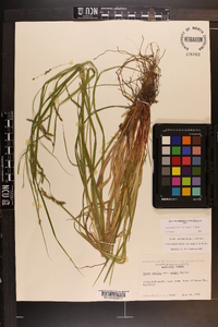 Carex debilis var. rudgei image