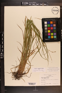 Carex debilis var. rudgei image