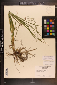 Carex debilis var. rudgei image