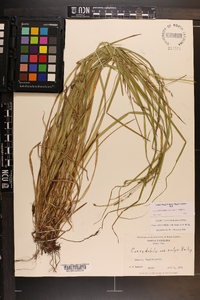 Carex debilis var. rudgei image