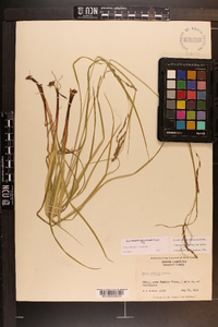 Carex debilis var. debilis image