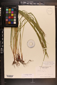 Carex debilis var. rudgei image