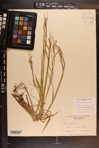 Carex debilis var. rudgei image