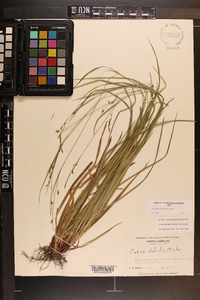 Carex debilis var. debilis image