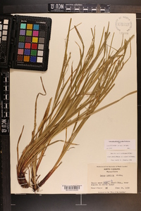 Carex debilis var. rudgei image