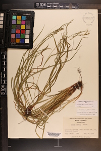 Carex debilis var. rudgei image