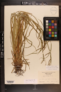 Carex debilis var. rudgei image