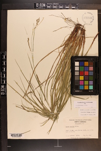 Carex debilis var. debilis image