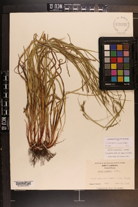 Carex debilis var. rudgei image