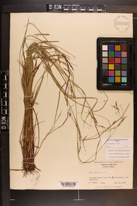 Carex debilis var. debilis image