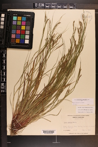 Carex debilis var. debilis image