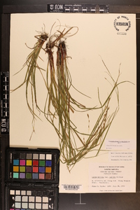 Carex debilis var. debilis image