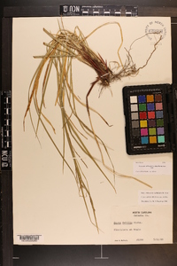 Carex debilis var. debilis image