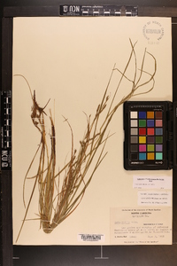 Carex debilis var. debilis image