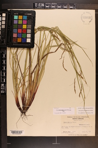 Carex debilis var. debilis image