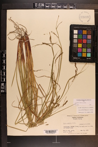 Carex debilis var. debilis image