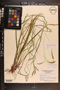 Carex debilis var. debilis image