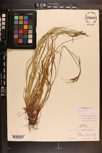 Carex debilis var. debilis image