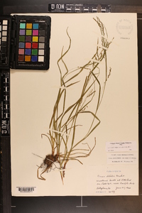 Carex debilis var. rudgei image