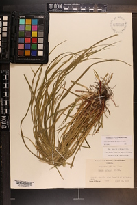 Carex debilis var. rudgei image