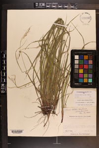 Carex debilis var. rudgei image