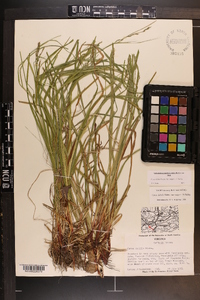 Carex debilis var. rudgei image