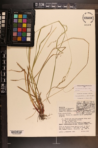 Carex debilis var. rudgei image