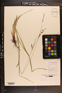 Carex venusta var. minor image