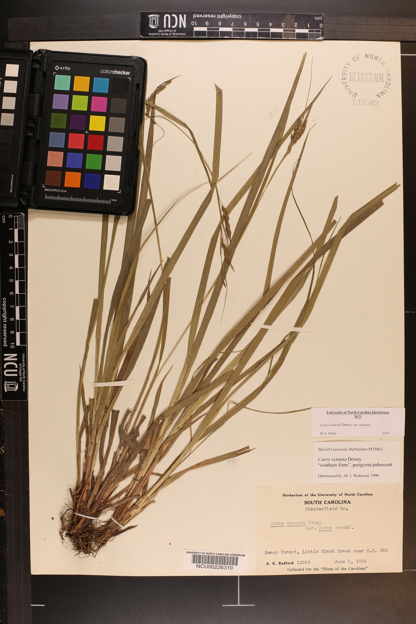 Carex venusta var. venusta image