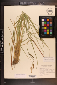 Carex venusta var. minor image