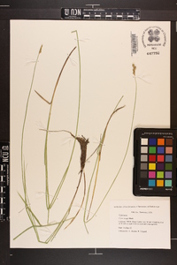 Carex longii image