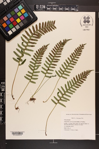 Polypodium appalachianum image