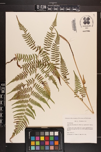 Athyrium filix-femina var. asplenioides image