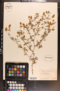 Trifolium arvense image