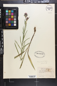 Liatris squarrosa image