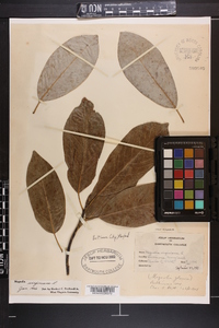 Magnolia virginiana image