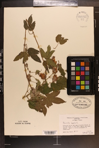 Humulus lupulus image