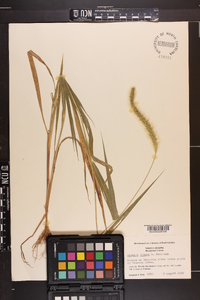 Setaria faberi image