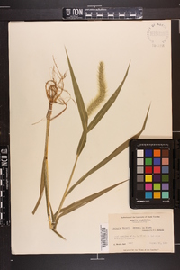 Setaria faberi image