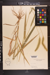 Setaria faberi image