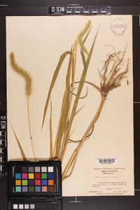 Setaria faberi image