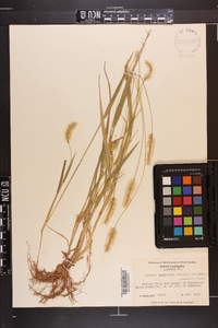 Pennisetum glaucum image