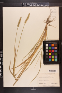 Pennisetum glaucum image