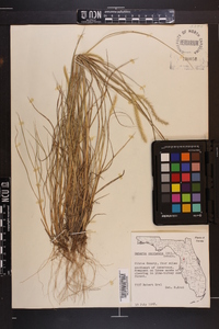 Setaria corrugata image