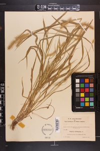 Setaria corrugata image