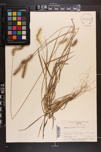 Setaria corrugata image