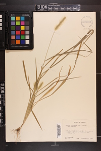 Setaria corrugata image