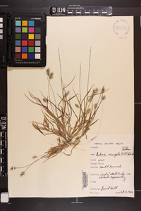 Setaria corrugata image