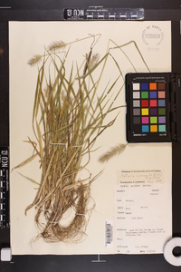 Setaria corrugata image