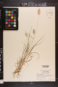 Setaria corrugata image